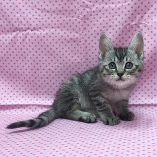 ボクと遊んで！元気にゃサバトラ男子