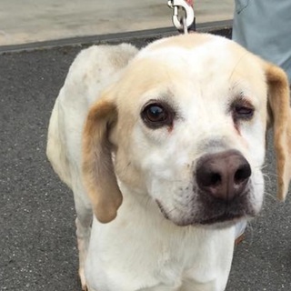 19日期限！左目失明でも明るい子！