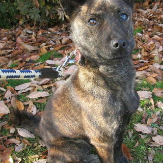 綺麗な虎柄です♪千種区Ｓ様素敵な里親様に