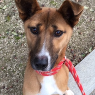 21日期限！無邪気な可愛い子です。