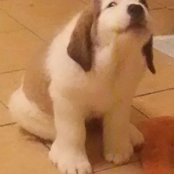 セントバーナードの子犬