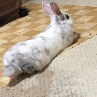 生後6ヶ月の子うさぎ♡♡