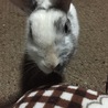 生後6ヶ月の子うさぎ♡♡ サムネイル2