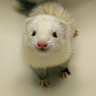 女の子フェレット里親様募集