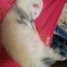 女の子フェレット里親様募集 サムネイル3