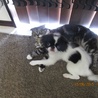 ニャンタロー