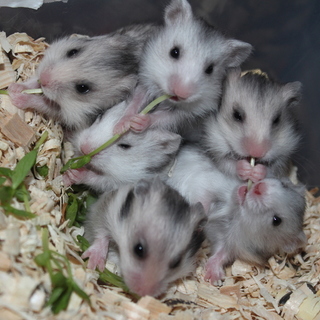 新しいお家決まりました。ありがとうございました。