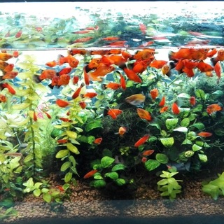 プラティの里親になってください