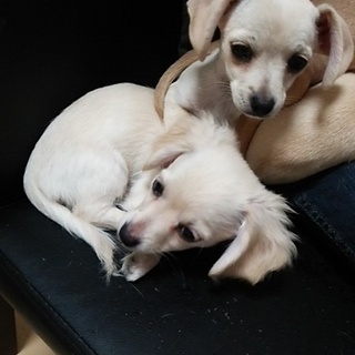 子犬(男の子２匹、女の子１匹)の里親募集です