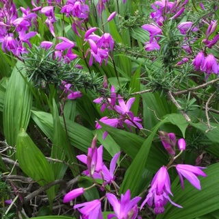 健康でとっても美人なマルチーズの里親様募集です。