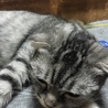 ぽかぽかカーペット1人じめですニャ