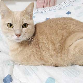 ＊元気いっぱい甘えん坊の２歳半足長マンチ♂＊