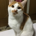 甘えん坊の茶×白の男の子★