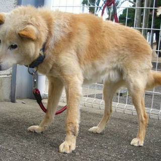 ★助かりました★SOS処分されてしまいます！