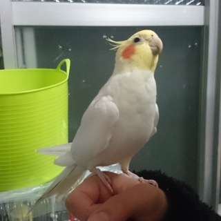 良い里親様に出会えました。ありがとうございます。