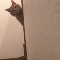 れもん