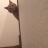 れもん