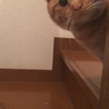 いつもそっと覗いてます