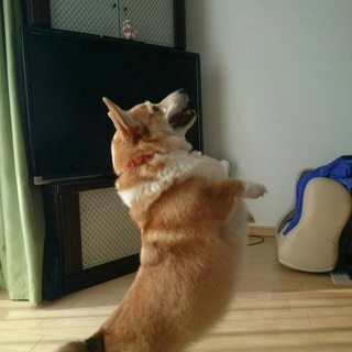 人が大好きなコーギー　さくらちゃん