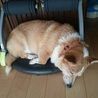 人が大好きなコーギー　さくらちゃん サムネイル2