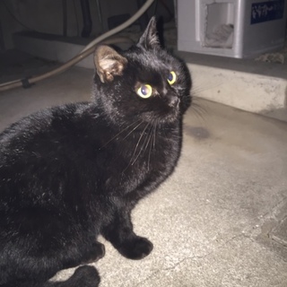 捨てられクロちゃん