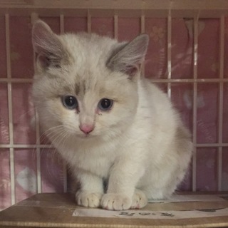 フッワフワ丸顔女子