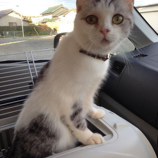 再募集切り替えの為「ランちゃん」