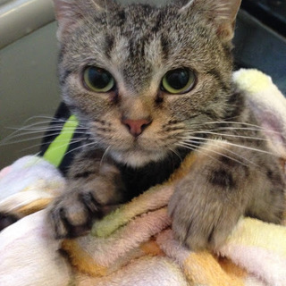 「スーちゃん」推定年齢３歳くらい☆女の子