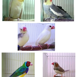 里親様決まりました