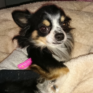 素晴らしい愛犬家の素敵な方に繋がりました。