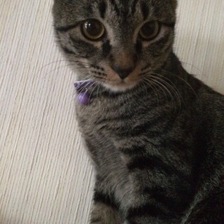 里親さん募集中