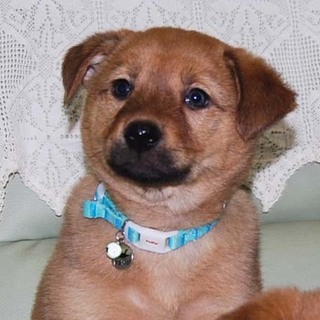 おちゃめで人なつこい２か月　チャーくん