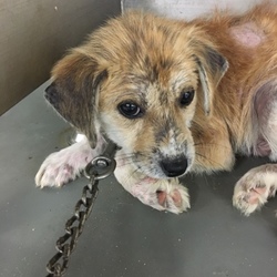 「皮膚病と戦っている、仔犬のあっくん→卒業！」サムネイル1