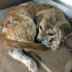 「皮膚病と戦っている、仔犬のあっくん→卒業！」サムネイル2