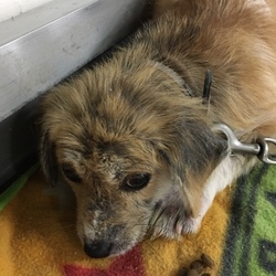 「皮膚病と戦っている、仔犬のあっくん→卒業！」サムネイル3