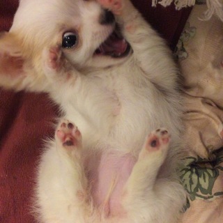 人懐っこいチワワです