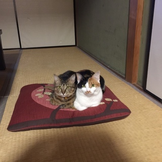 かわいい和猫2匹の里親募集です。