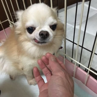 チワワのマロンくん