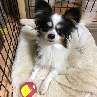 元気いっぱい！　とっても明るいパピヨンくん