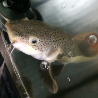 レッドテールキャット 