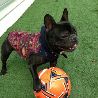 愛情を下さる里親募集