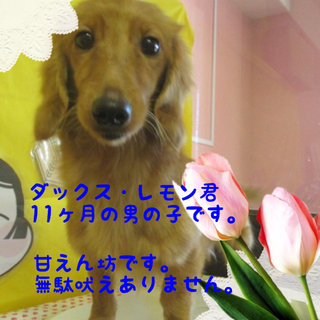 Mダックス・レモンは陽気な男の子です。