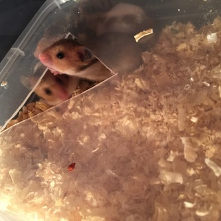 最後まで温かく愛してくれる里親募集します。