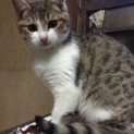 人なつっこい猫ちゃん(ФωФ)