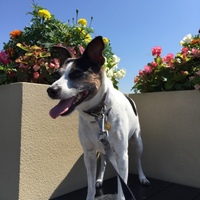 Chewy