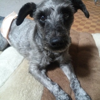 M・シュナウザーの男の子、里親さん募集中