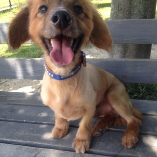 ダックスとパピヨンのミックス犬の男の子です