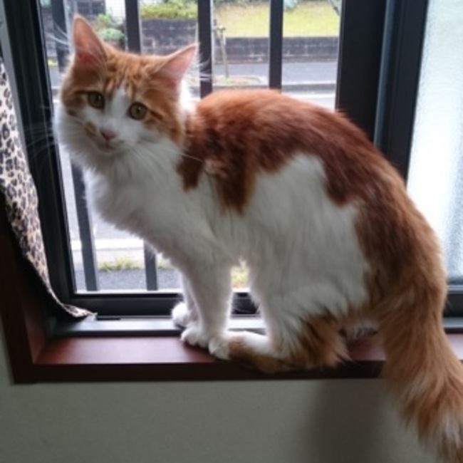 ぁゅゅんのカバー写真