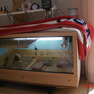 ロシアリクガメの里親募集