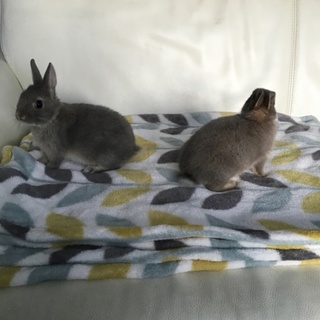 お父さん血統書付きネザーランドの赤ちゃん